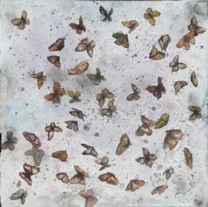 butterflies-16