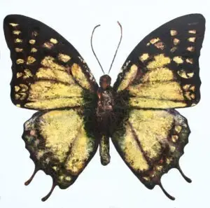 butterflies-2