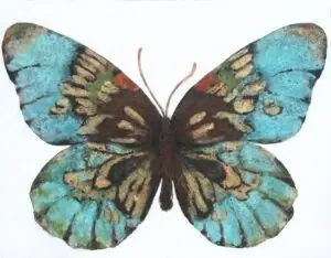 butterflies-3