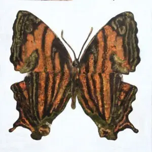 butterflies-4