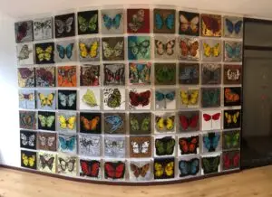 butterflies1-1